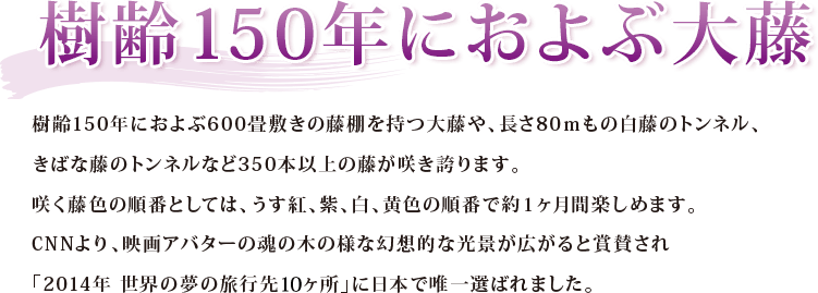 樹齢150年におよぶ大藤 樹齢150年におよぶ600畳敷きの藤棚を持つ大藤や、長さ80ｍもの白藤のトンネル、きばな藤のトンネルなど350本以上の藤が咲き誇ります。咲く藤色の順番としては、うす紅、紫、白、黄色の順番で約１ヶ月間楽しめます。CNNより、映画アバターの魂の木の様な幻想的な光景が広がると賞賛され「2014年 世界の夢の旅行先10ヶ所」に日本で唯一選ばれました。