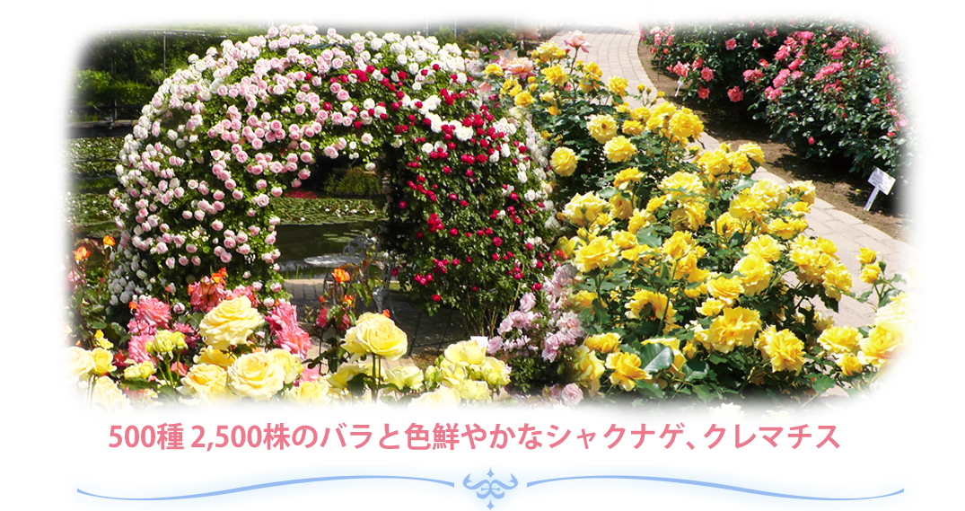 今春、新たなローズガーデンが登場！ レインボーガーデン