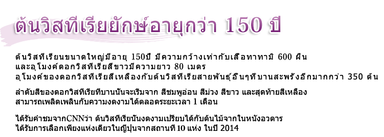 ต้นวิสทีเรียขนาดใหญ่มีอายุถึง 150 ปี ต้นวิสทีเรียนขนาดใหญ่มีอายุ 150ปี มีความกว้างเท่ากับเสื่อทาทามิ 600 ผืน และอุโมงค์ดอกวิสทีเรียสีขาวมีความยาว 80 เมตร อุโมงค์ของดอกวิสทีเรียสีเหลืองกับต้นวิสทีเรียสายพันธุ์อื่นๆที่บานสะพรั่งอีกมากกว่า 350 ต้น ลำดับสีของดอกวิสทีเรียที่บานนั้นจะเริ่มจาก สีชมพูอ่อน สีม่วง สีขาว และสุดท้ายสีเหลือง สามารถเพลิดเพลินกับความงดงามได้ตลอดระยะเวลา 1 เดือน ได้รับคำชมจากCNNว่า ต้นวิสทีเรียนั้นงดงามเปรียบได้กับต้นไม้จากในหนังอวตาร ได้รับการเลือกเพียงแห่งเดียวในญี่ปุ่นจากสถานที่ 10 แห่ง ในปี 2014