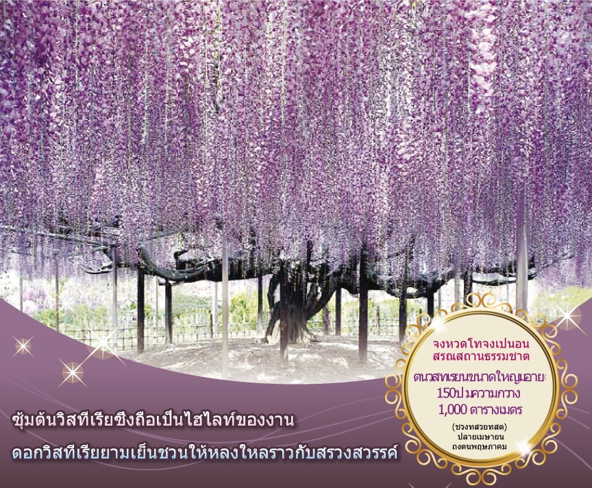 จังหวัดโทจิงิเป็นอนุสรณ์สถานธรรมชาติ ต้นวิสทีเรียนขนาดใหญ่มีอายุ 150ปี มีความกว้าง 1,000 ตารางเมตร (ช่วงที่ส่วยที่สุด) ปลายเมษายน ถึงต้นพฤษภาค