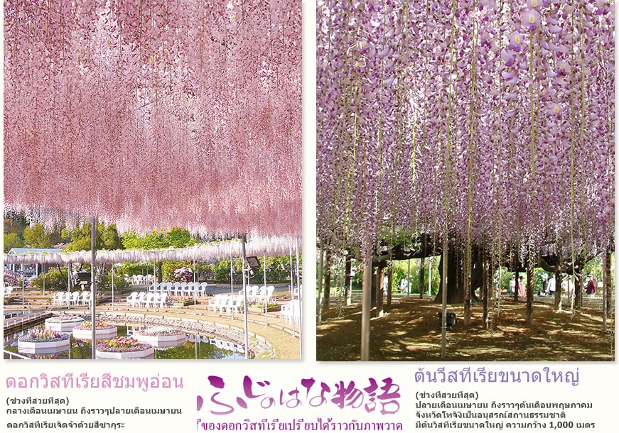 ดอกวิสทีเรียสีชมพูอ่อน (ช่วงที่สวยที่สุด) กลางเดือนเมษายน ถึงราวๆปลายเดือนเมษายน ดอกวิสทีเรียเจิดจ้าด้วยสีซากุระ