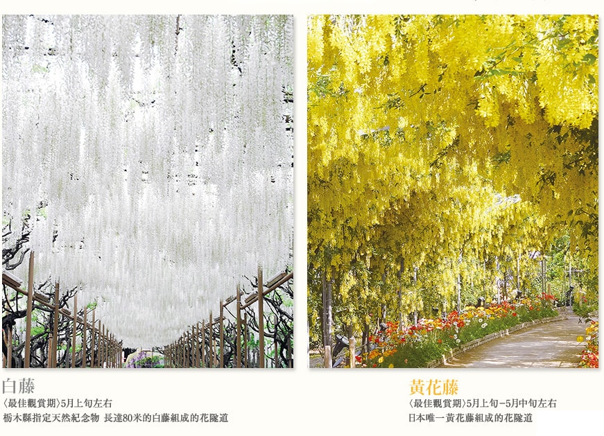 白藤 〈最佳觀賞期〉5月上旬左右栃木縣指定天然紀念物 長達80米的白藤組成的花隧道  黃花藤 〈最佳觀賞期〉5月上旬－5月中旬左右日本唯一一座長達80米的黃花藤組成的花隧道