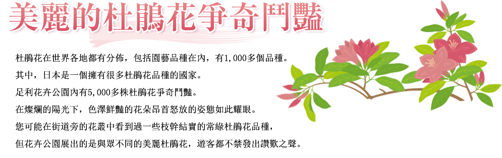 美麗的杜鵑花爭奇鬥豔 杜鵑花在世界各地都有分佈，包括園藝品種在內，有1,000多個品種。其中，日本是一個擁有很多杜鵑花品種的國家。足利花卉公園內有5,000多株杜鵑花爭奇鬥豔。在燦爛的陽光下，色澤鮮豔的花朵昂首怒放的姿態如此耀眼。您可能在街道旁的花叢中看到過一些枝幹結實的常綠杜鵑花品種，但花卉公園展出的是與眾不同的美麗杜鵑花，遊客都不禁發出讚歎之聲。