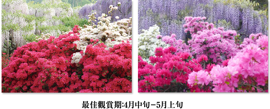 最佳觀賞期：4月中旬－5月上旬