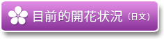 目前的開花情況