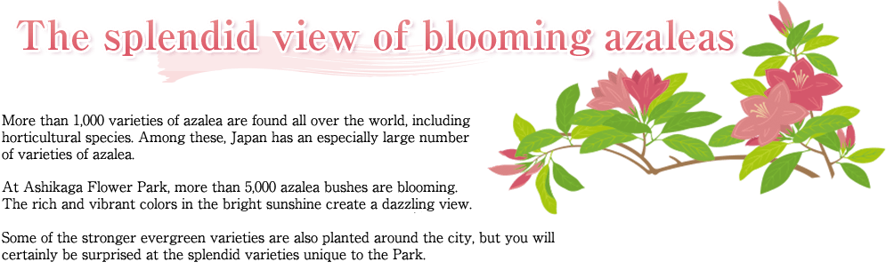 The splendid view of blooming azaleas More than 1,000 varieties of azalea are found all over the world, including horticultural species. Among these, Japan has an especially large number of varieties of azalea. At Ashikaga Flower Park, more than 5,000 azalea bushes are blooming. The rich and vibrant colors in the bright sunshine create a dazzling view. Some of the stronger evergreen varieties are also planted around the city, but you will certainly be surprised at the splendid varieties unique to the Park.