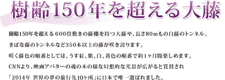 樹齢150年におよぶ大藤 樹齢150年におよぶ600畳敷きの藤棚を持つ大藤や、長さ80ｍもの白藤のトンネル、きばな藤のトンネルなど350本以上の藤が咲き誇ります。咲く藤色の順番としては、うす紅、紫、白、黄色の順番で約１ヶ月間楽しめます。CNNより、映画アバターの魂の木の様な幻想的な光景が広がると賞賛され「2014年 世界の夢の旅行先10ヶ所」に日本で唯一選ばれました。
