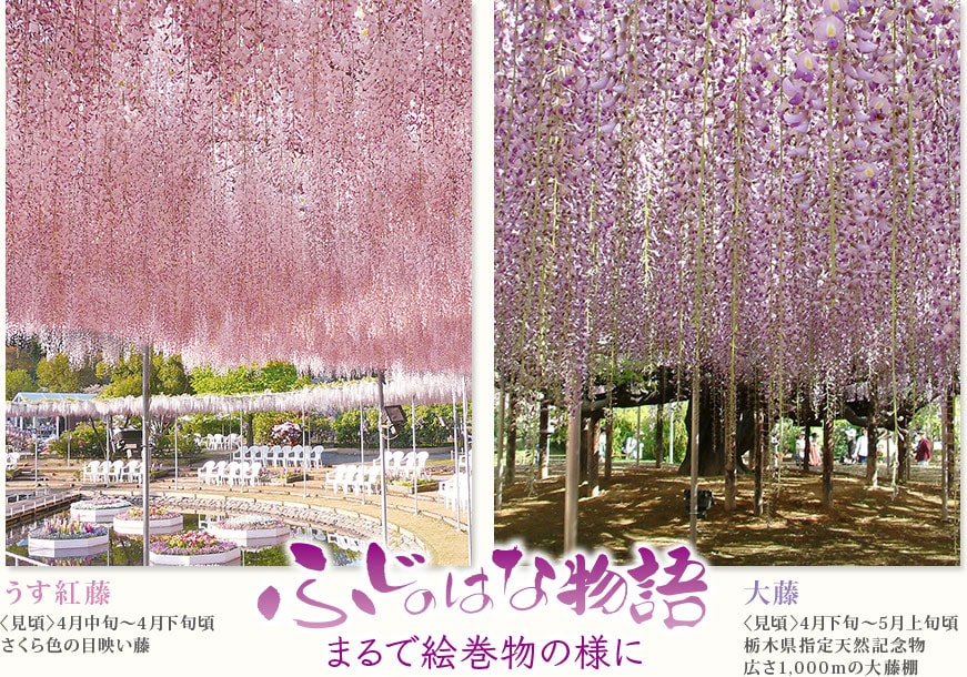 うす紅藤 〈見頃〉4月中旬～4月下旬頃さくら色の目映い藤  大藤 〈見頃〉4月下旬～5月上旬頃栃木県指定天然記念物広さ1,000ｍの大藤棚