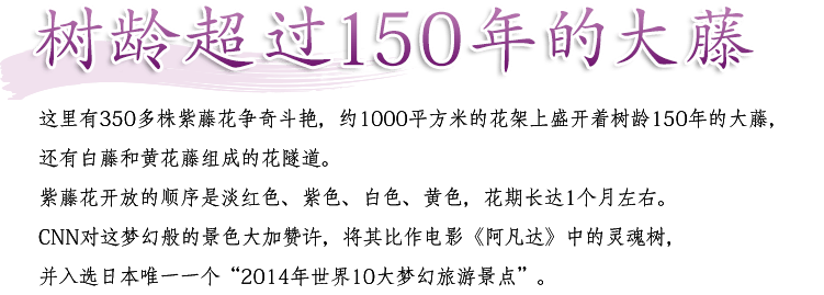树龄150年的大藤这里有350多株紫藤花争奇斗艳，约1000平方米的花架上盛开着树龄150年的大藤，还有白藤和黄花藤组成的花隧道。紫藤花开放的顺序是淡红色、紫色、白色、黄色，花期长达1个月左右。CNN对这梦幻般的景色大加赞许，将其比作电影《阿凡达》中的灵魂树，并入选日本唯一一个“2014年世界10大梦幻旅游景点”。