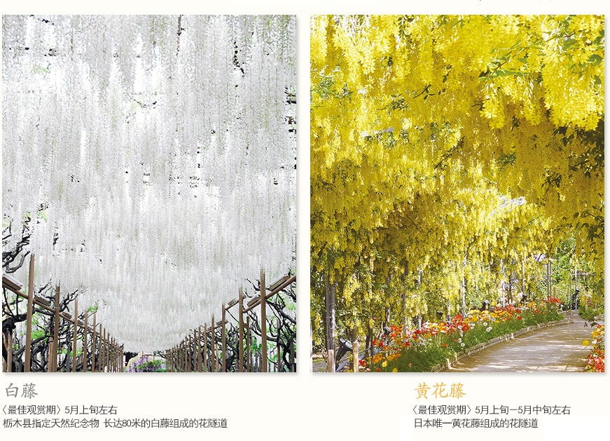 白藤〈最佳观赏期〉5月上旬左右栃木县指定天然纪念物 长达80米的白藤组成的花隧道黄花藤〈最佳观赏期〉5月上旬－5月中旬左右日本唯一一座长达80米的黄花藤组成的花隧道