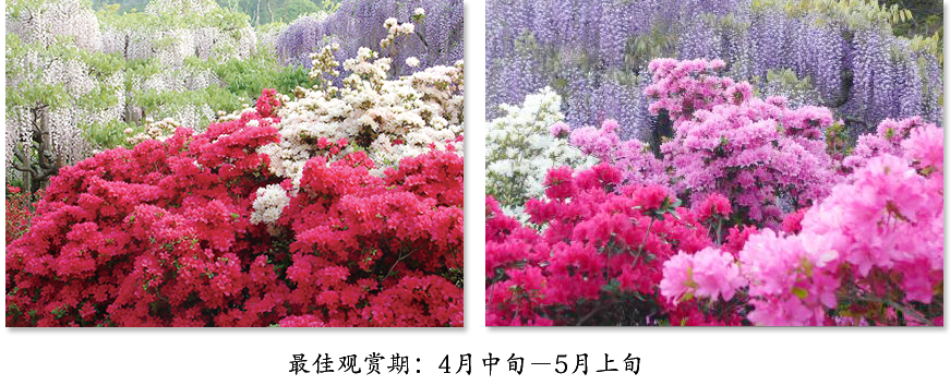 最佳观赏期：4月中旬－5月上旬