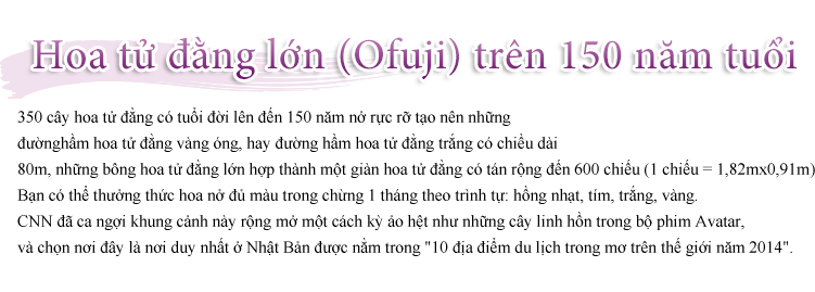 Hoa tử đằng lớn lên đến150 năm tuổi 350 cây hoa tử đằng có tuổi đời lên đến 150 năm nở rực rỡ tạo nên những đường hầm hoa tử đằng vàng óng, hay đường hầm hoa tử đằng trắng có chiều dài 80m, những bông hoa tử đằng lớn hợp thành một giàn hoa tử đằng có tán rộng đến 600 chiếu (1 chiếu = 1,82mx0,91m).