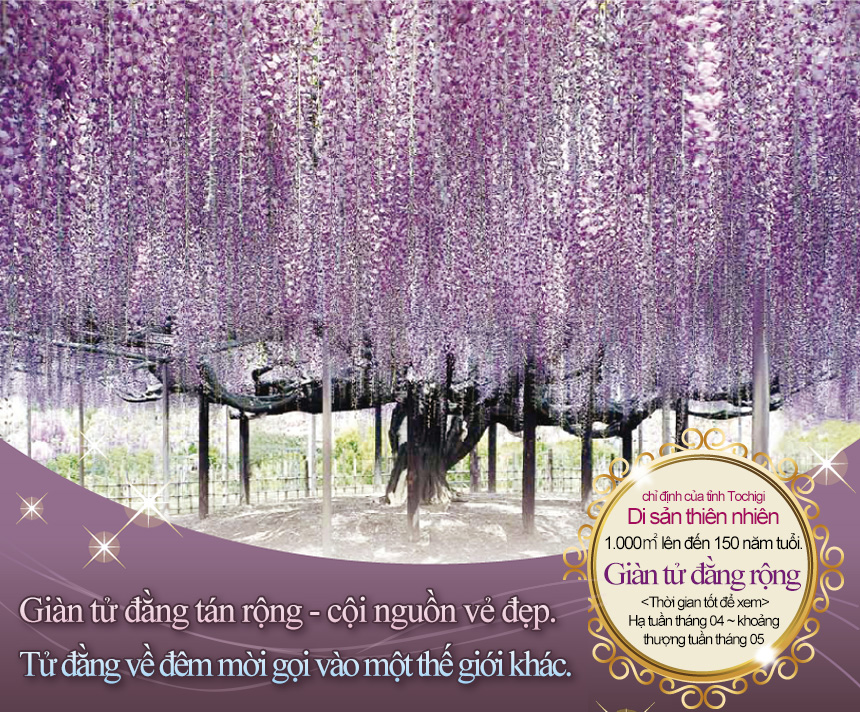 Giàn tử đằng tán rộng - cội nguồn vẻ đẹp.