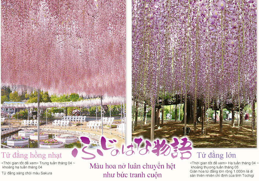 Giàn tử đằng rộng 1.000㎡ lên đến 150 năm tuổi. <Thời gian tốt để xem> Hạ tuần tháng 04 ~ khoảng thượng tuần tháng 05