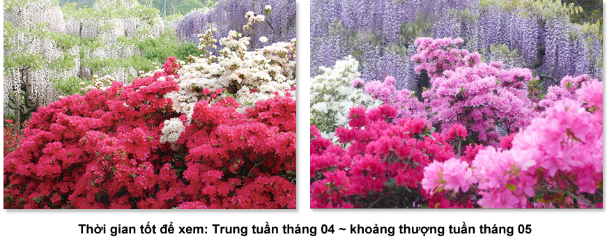 Thời gian tốt để xem: Trung tuần tháng 04 ~ khoảng thượng tuần tháng 05
