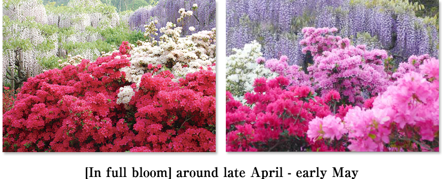 [In full bloom] around mid- April - early May