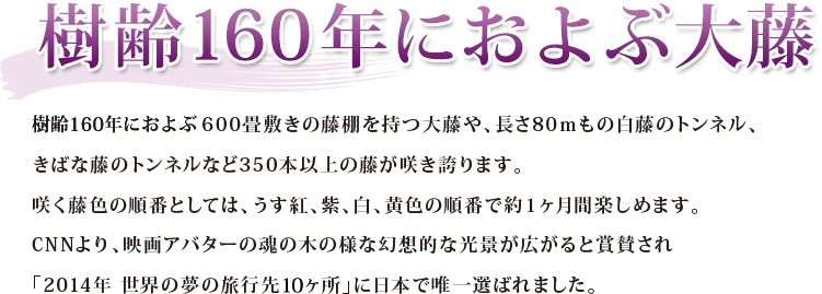 樹齢160年におよぶ大藤 樹齢160年におよぶ600畳敷きの藤棚を持つ大藤や、長さ80ｍもの白藤のトンネル、きばな藤のトンネルなど350本以上の藤が咲き誇ります。咲く藤色の順番としては、うす紅、紫、白、黄色の順番で約１ヶ月間楽しめます。CNNより、映画アバターの魂の木の様な幻想的な光景が広がると賞賛され「2014年 世界の夢の旅行先10ヶ所」に日本で唯一選ばれました。