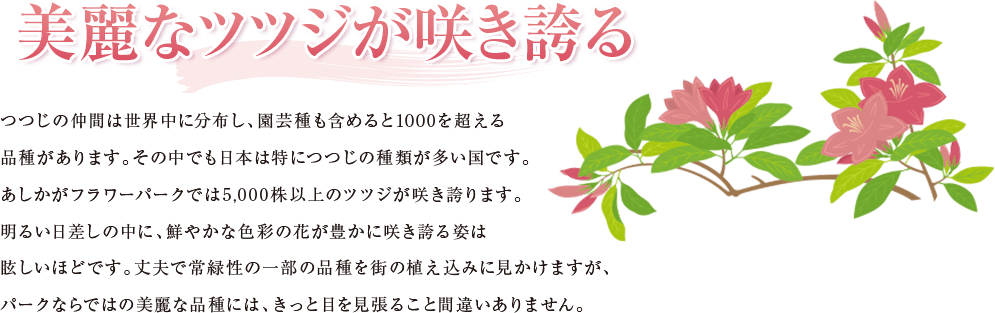 美麗なツツジが咲き誇る つつじの仲間は世界中に分布し、園芸種も含めると1000を超える品種があります。その中でも日本は特につつじの種類が多い国です。あしかがフラワーパークでは5,000株以上のツツジが咲き誇ります。明るい日差しの中に、鮮やかな色彩の花が豊かに咲き誇る姿は眩しいほどです。丈夫で常緑性の一部の品種を街の植え込みに見かけますが、パークならではの美麗な品種には、きっと目を見張ること間違いありません。