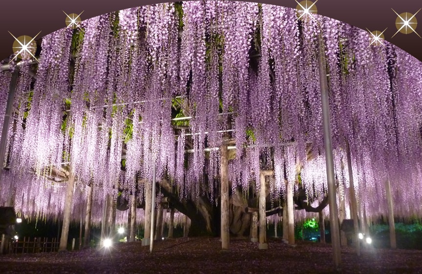 "A Tale of the Wisteria" The Great Wisteria Festival 2022 Ashikaga