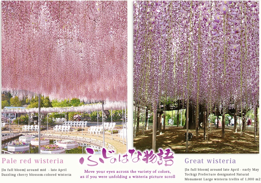Pale red wisteria [In full bloom] around mid  - late April Dazzling cherry blossom-colored wisteria  Great wisteria [In full bloom] around late April - early May Tochigi Prefecture designated Natural Monument Large wisteria trellis of 1,000 m2
