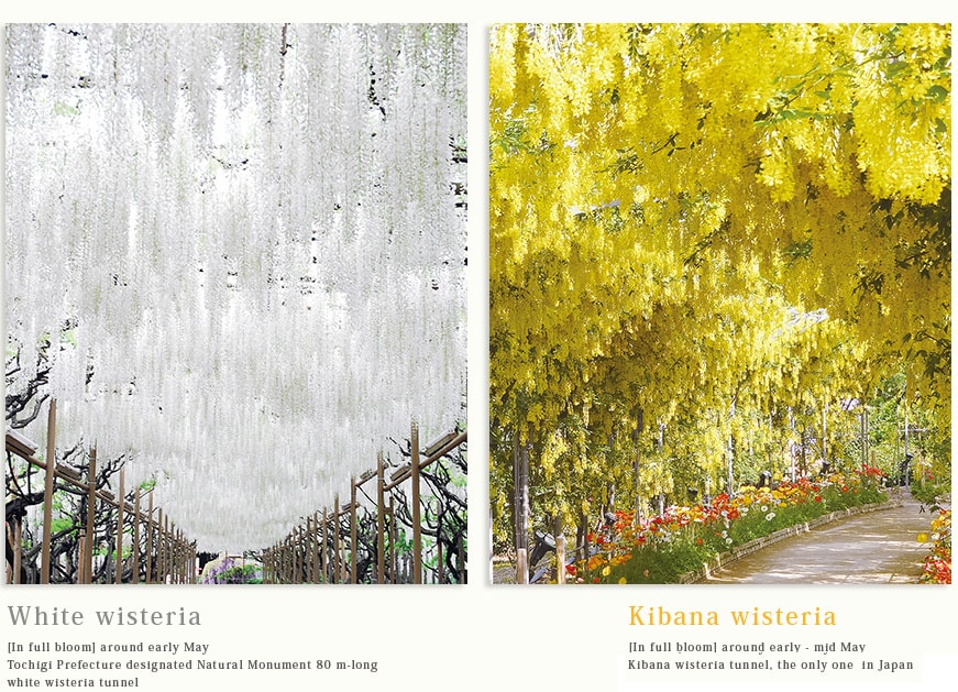 White wisteria [In full bloom] around early May Tochigi Prefecture designated Natural Monument 80 m-long white wisteria tunnel  Kibana wisteria [In full bloom] around early - mid May 80 m Kibana wisteria tunnel, the only one  in Japan