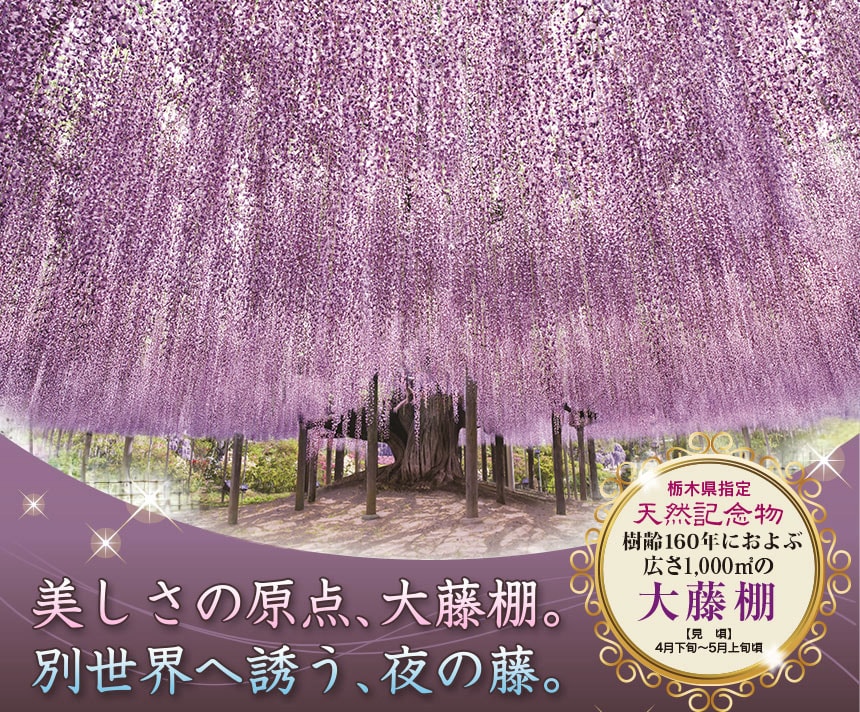 栃木県指定 天然記念物 樹齢160年におよぶ広さ1,000㎡の大藤棚 【見　頃】4月下旬?5月上旬頃