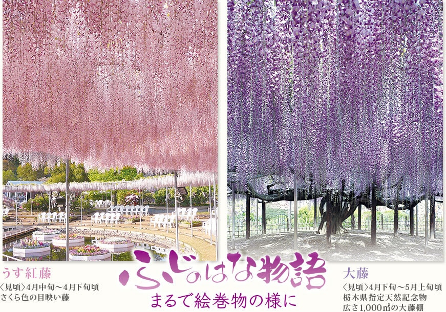 うす紅藤 〈見頃〉4月中旬～4月下旬頃さくら色の目映い藤  大藤 〈見頃〉4月下旬～5月上旬頃栃木県指定天然記念物広さ1,000ｍの大藤棚