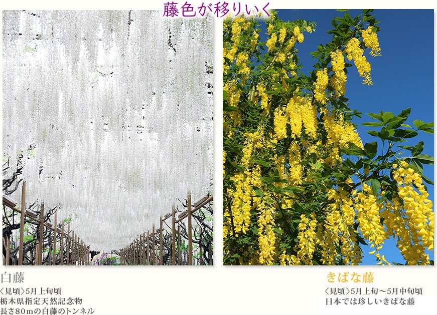 白藤 〈見頃〉5月上旬頃栃木県指定天然記念物長さ80ｍの白藤のトンネル  きばな藤 〈見頃〉5月上旬～5月中旬頃 日本では珍しいきばな藤