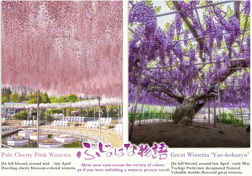 Pale Cherry Pink Wisteria [In full bloom] around mid  - late April Dazzling cherry blossom-colored wisteria  Great Wisteria [In full bloom] around late April - early May Tochigi Prefecture designated Natural Monument Large wisteria trellis of 1,000 m2