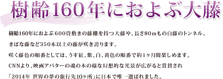 樹齢160年におよぶ大藤 樹齢160年におよぶ600畳敷きの藤棚を持つ大藤や、長さ80ｍもの白藤のトンネル、きばな藤など350本以上の藤が咲き誇ります。咲く藤色の順番としては、うす紅、紫、白、黄色の順番で約１ヶ月間楽しめます。CNNより、映画アバターの魂の木の様な幻想的な光景が広がると賞賛され「2014年 世界の夢の旅行先10ヶ所」に日本で唯一選ばれました。
