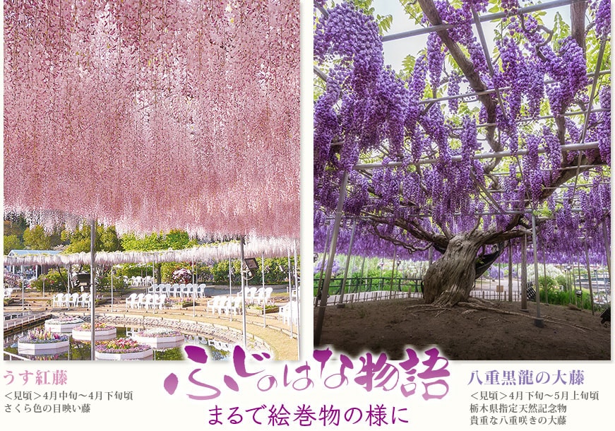 うす紅藤 〈見頃〉4月中旬～4月下旬頃さくら色の目映い藤  大藤 〈見頃〉4月下旬～5月上旬頃栃木県指定天然記念物広さ1,000ｍの大藤棚