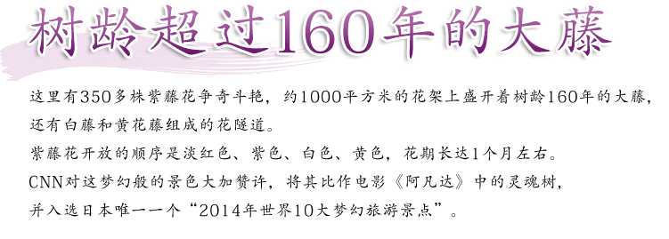 树龄150年的大藤这里有350多株紫藤花争奇斗艳,约1000平方米的花架上盛开着树龄160年的大藤,还有白藤和黄花藤组成的花隧道。紫藤花开放的顺序是淡红色、紫色、白色、黄色,花期长达1个月左右。CNN对这梦幻般的景色大加赞许,将其比作电影《阿凡达》中的灵魂树,并入选日本唯一一个“2014年世界10大梦幻旅游景点”。