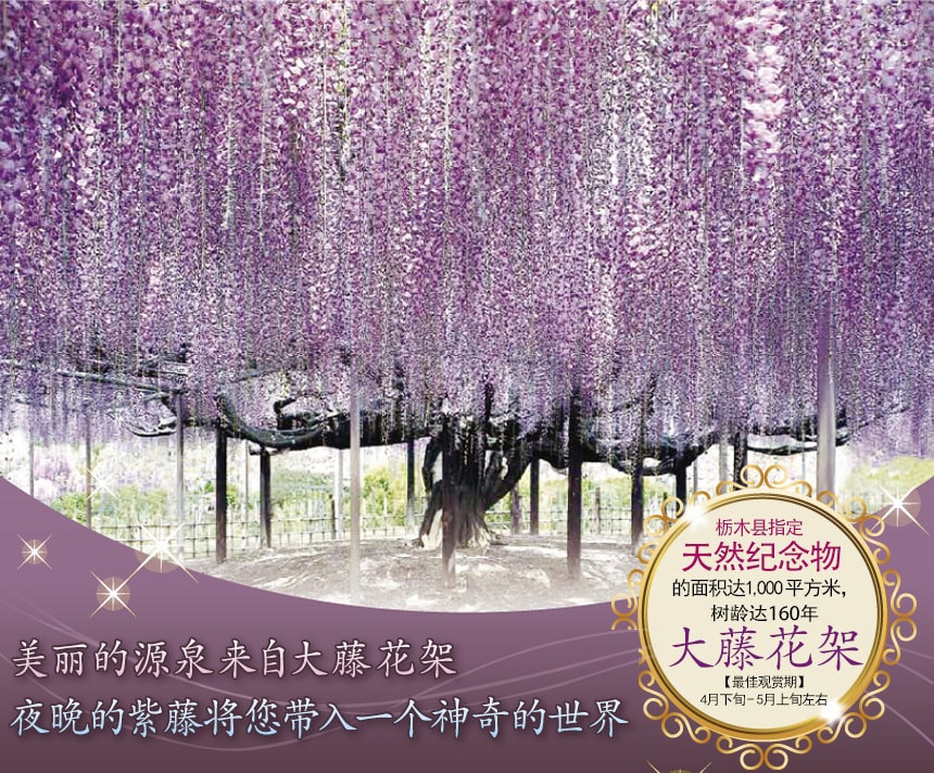 栃木县指定天然纪念物大藤花架的面积达1,000平方米,树龄达160年 【最佳观赏期】4月下旬-5月上旬