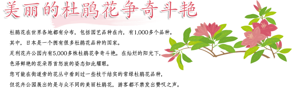 美丽的杜鹃花争奇斗艳杜鹃花在世界各地都有分布,包括园艺品种在内,有1,000多个品种。其中,日本是一个拥有很多杜鹃花品种的国家。足利花卉公园内有5,000多株杜鹃花争奇斗艳。在灿烂的阳光下,色泽鲜艳的花朵昂首怒放的姿态如此耀眼。您可能在街道旁的花丛中看到过一些枝干结实的常绿杜鹃花品种,但花卉公园展出的是与众不同的美丽杜鹃花,游客都不禁发出赞叹之声。