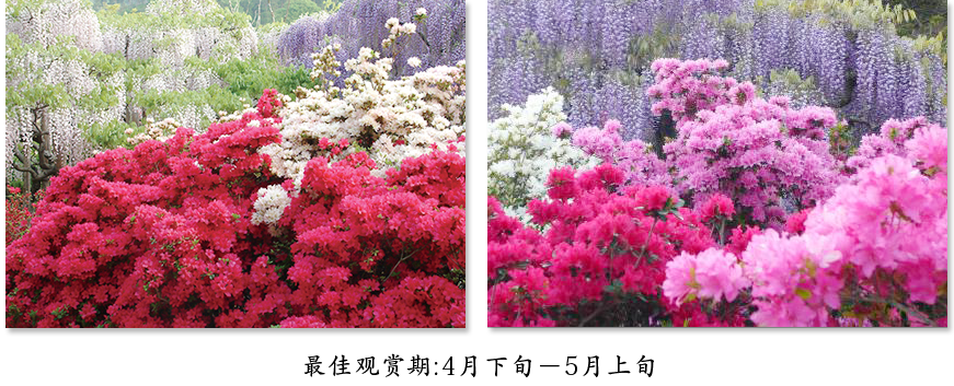 最佳观赏期:4月中旬-5月上旬