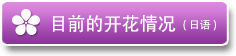 目前的开花情况