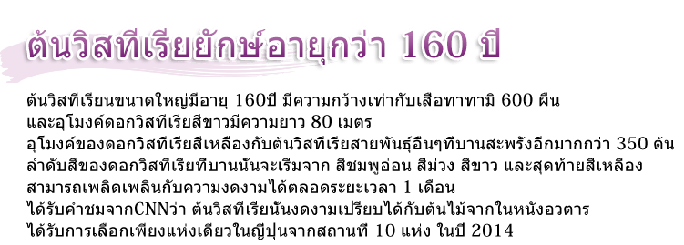 ต้นวิสทีเรียขนาดใหญ่มีอายุถึง 160 ปี ต้นวิสทีเรียนขนาดใหญ่มีอายุ 150ปี มีความกว้างเท่ากับเสื่อทาทามิ 600 ผืน และอุโมงค์ดอกวิสทีเรียสีขาวมีความยาว 80 เมตร อุโมงค์ของดอกวิสทีเรียสีเหลืองกับต้นวิสทีเรียสายพันธุ์อื่นๆที่บานสะพรั่งอีกมากกว่า 350 ต้น ลำดับสีของดอกวิสทีเรียที่บานนั้นจะเริ่มจาก สีชมพูอ่อน สีม่วง สีขาว และสุดท้ายสีเหลือง สามารถเพลิดเพลินกับความงดงามได้ตลอดระยะเวลา 1 เดือน ได้รับคำชมจากCNNว่า ต้นวิสทีเรียนั้นงดงามเปรียบได้กับต้นไม้จากในหนังอวตาร ได้รับการเลือกเพียงแห่งเดียวในญี่ปุ่นจากสถานที่ 10 แห่ง ในปี 2014