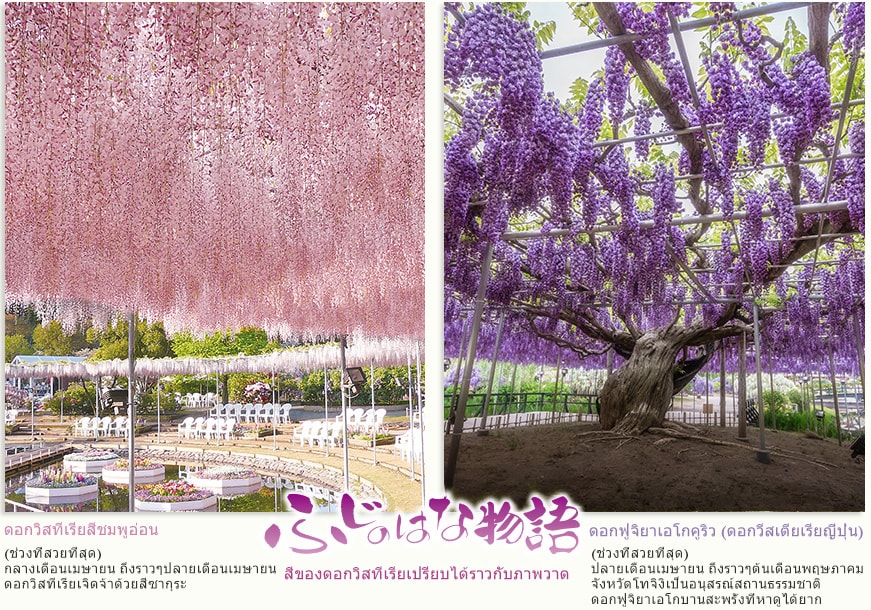 ดอกวิสทีเรียสีชมพูอ่อน (ช่วงที่สวยที่สุด) กลางเดือนเมษายน ถึงราวๆปลายเดือนเมษายน ดอกวิสทีเรียเจิดจ้าด้วยสีซากุระ