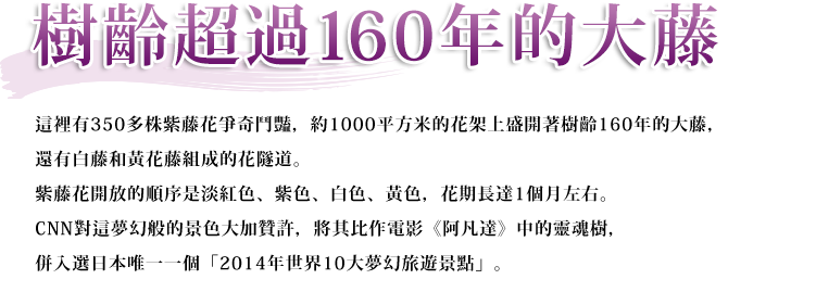 樹齡160年的大藤 這裡有350多株紫藤花爭奇鬥豔,約1000平方米的花架上盛開著樹齡160年的大藤,還有白藤黃花藤組成的花隧道。紫藤花開放的順序是淡紅色、紫色、白色、黃色,花期長達1個月左右。CNN對這夢幻般的景色大加贊許,將其比作電影《阿凡達》中的靈魂樹,併入選日本唯一一個「2014年世界10大夢幻旅遊景點」。