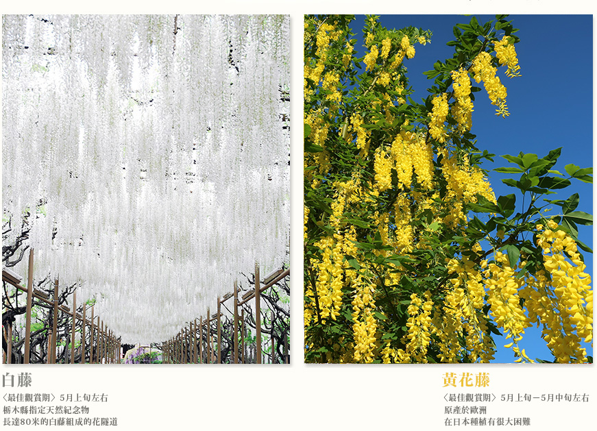 白藤 〈最佳觀賞期〉5月上旬左右栃木縣指定天然紀念物 長達80米的白藤組成的花隧道 黃花藤 〈最佳觀賞期〉5月上旬-5月中旬左右 原產於歐洲。在日本種植有很大困難。