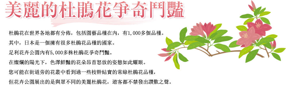 美麗的杜鵑花爭奇鬥豔 杜鵑花在世界各地都有分佈,包括園藝品種在內,有1,000多個品種。其中,日本是一個擁有很多杜鵑花品種的國家。足利花卉公園內有5,000多株杜鵑花爭奇鬥豔。在燦爛的陽光下,色澤鮮豔的花朵昂首怒放的姿態如此耀眼。您可能在街道旁的花叢中看到過一些枝幹結實的常綠杜鵑花品種,但花卉公園展出的是與眾不同的美麗杜鵑花,遊客都不禁發出讚歎之聲。