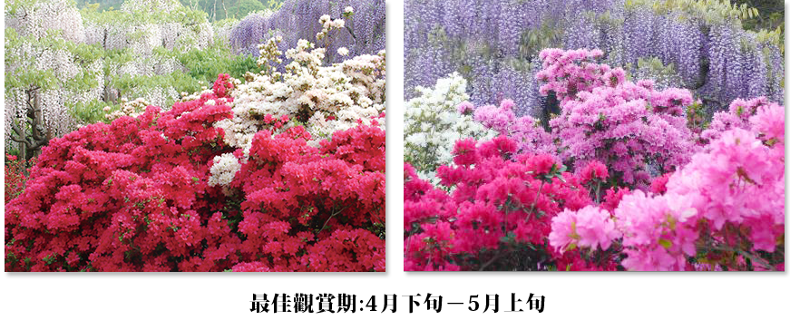 最佳觀賞期:4月中旬-5月上旬