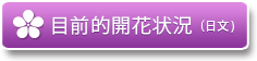 目前的開花情況