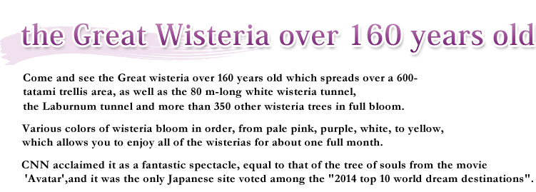 Come and see the Great wisteria over 150 years old which spreads over a 600- tatami trellis area, as well as the 80 m-long white wisteria tunnel,the Laburnum tunnel and more than 350 other wisteria trees in full bloom.Various colors of wisteria bloom in order, from pale pink, purple, white, to yellow, which allows you to enjoy all of the wisterias for about one full month.CNN acclaimed it as a fantastic spectacle, equal to that of the tree of souls from the movie "Avatar",and it was the only Japanese site voted among the "2014 top 10 world dream destinations".