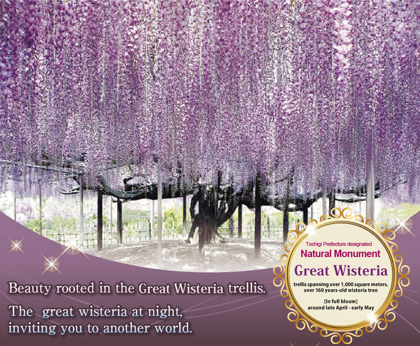 Tochigi Prefecture designated Natural Monument Large wisteria trellis of 1,000 m2 [In full bloom] around late April - early May