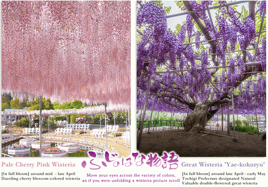 Pale Cherry Pink Wisteria [In full bloom] around mid  - late April Dazzling cherry blossom-colored wisteria  Great Wisteria [In full bloom] around late April - early May Tochigi Prefecture designated Natural Monument Large wisteria trellis of 1,000 m2