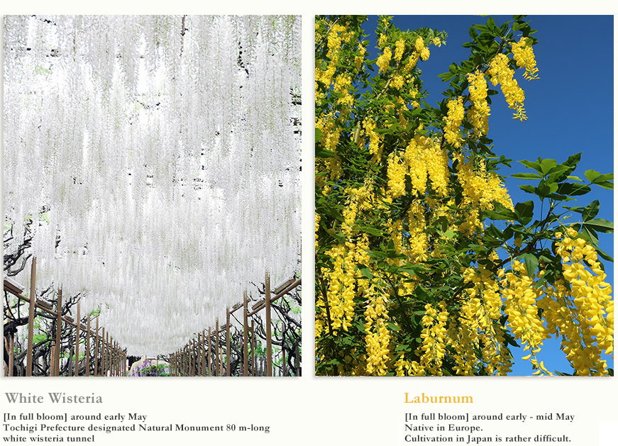 White Wisteria [In full bloom] around early May Tochigi Prefecture designated Natural Monument 80 m-long white wisteria tunnel  Laburnum [In full bloom] around early - mid May 80 m Kibana wisteria tunnel, the only one  in Japan