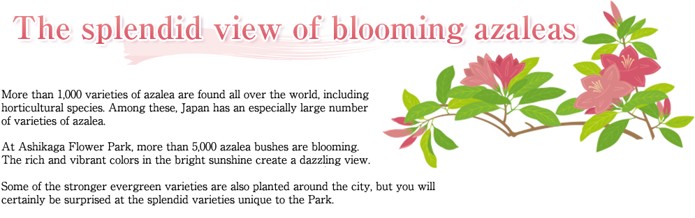 The splendid view of blooming azaleas More than 1,000 varieties of azalea are found all over the world, including horticultural species. Among these, Japan has an especially large number of varieties of azalea. At Ashikaga Flower Park, more than 5,000 azalea bushes are blooming. The rich and vibrant colors in the bright sunshine create a dazzling view. Some of the stronger evergreen varieties are also planted around the city, but you will certainly be surprised at the splendid varieties unique to the Park.