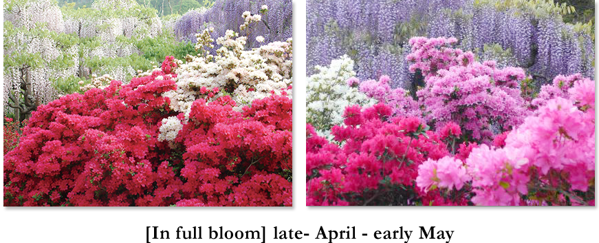 [In full bloom] late- April - early May