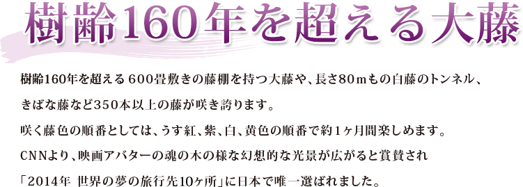 樹齢160年を超える大藤 樹齢160年におよぶ600畳敷きの藤棚を持つ大藤や、長さ80ｍもの白藤のトンネル、きばな藤など350本以上の藤が咲き誇ります。咲く藤色の順番としては、うす紅、紫、白、黄色の順番で約１ヶ月間楽しめます。CNNより、映画アバターの魂の木の様な幻想的な光景が広がると賞賛され「2014年 世界の夢の旅行先10ヶ所」に日本で唯一選ばれました。